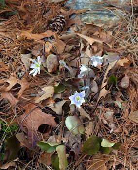 Native Woodland Garden plant list