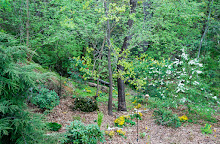 Steps to create a native woodland garden