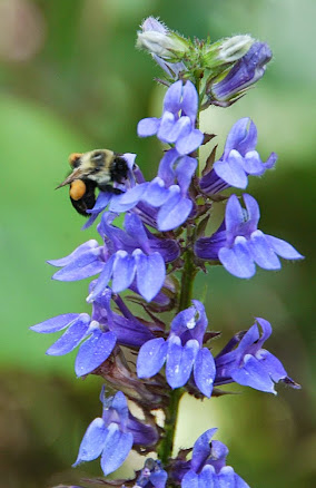 Suggested native plants for pollinators