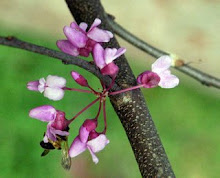 Learning about (SE US) native plants