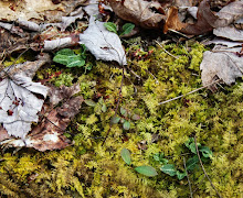 Native woodland plant list