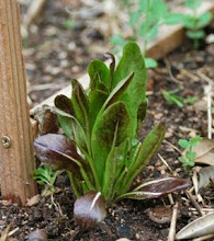 Tapping into the creative side of gardening